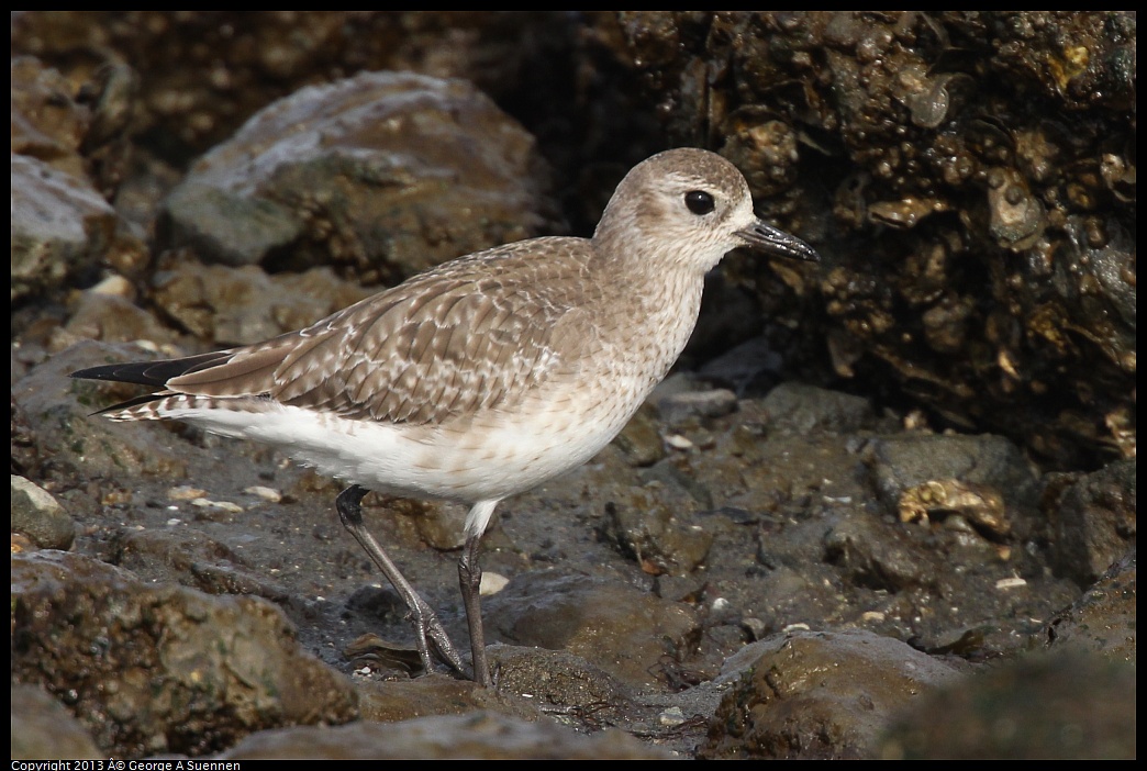 0216-103313-02.jpg - Black-bellied Plover