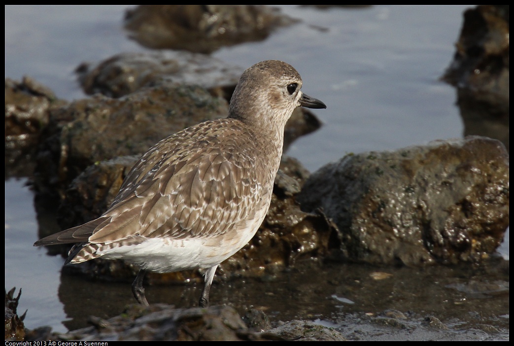 0216-103445-01.jpg - Black-bellied Plover