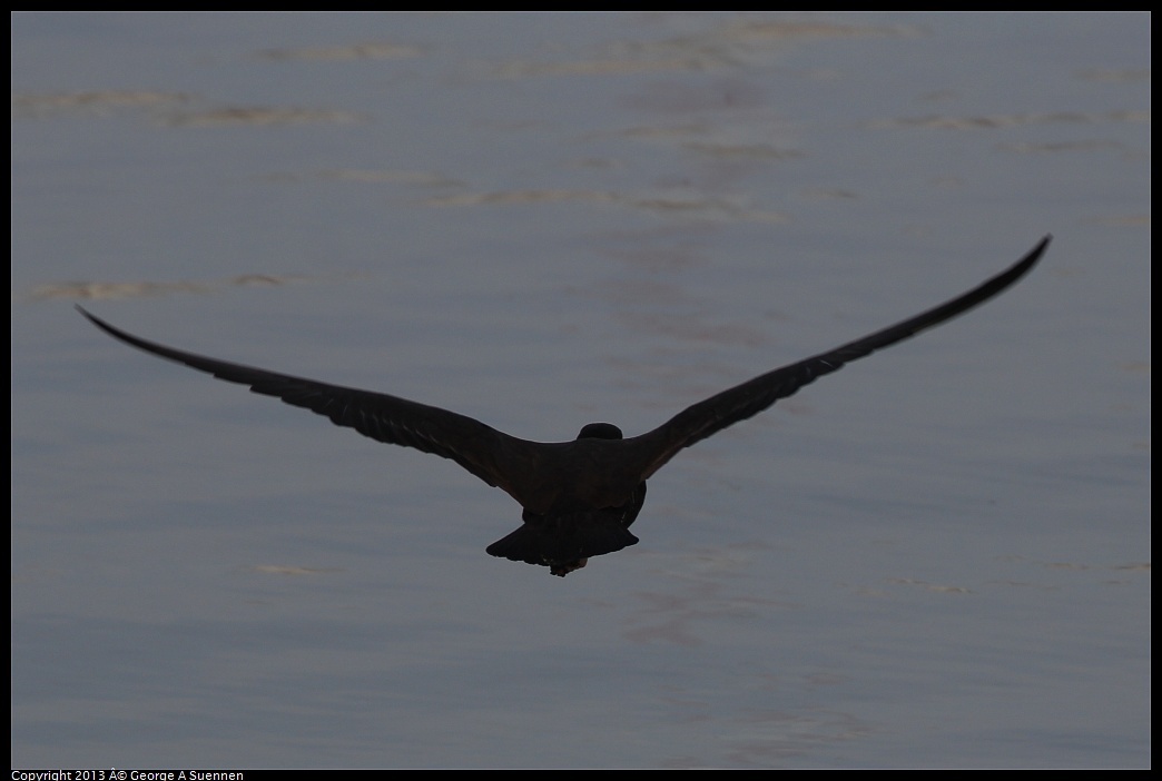 0216-103501-04.jpg - Black Oystercatcher