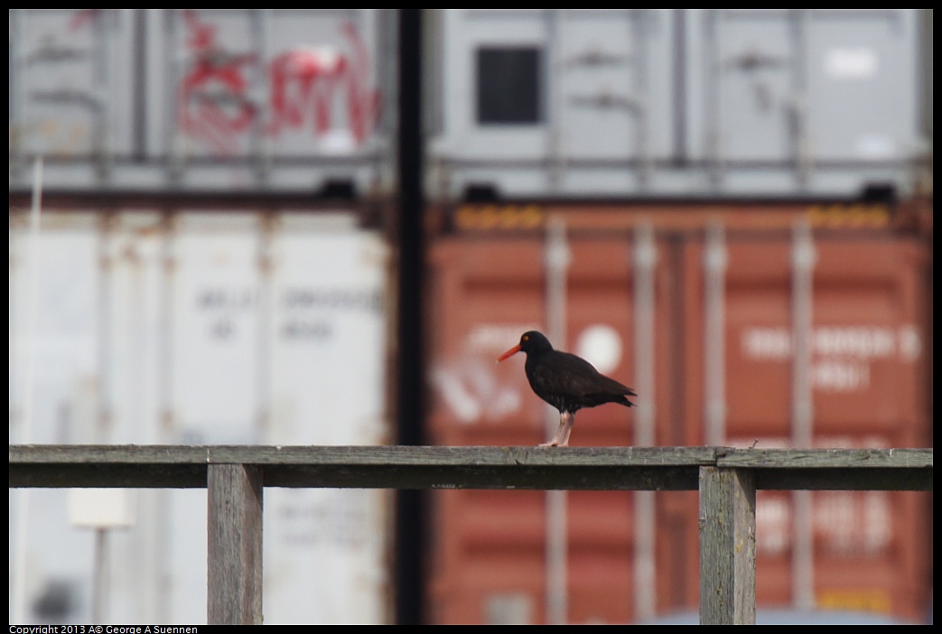 0216-103514-03.jpg - Black Oystercatcher