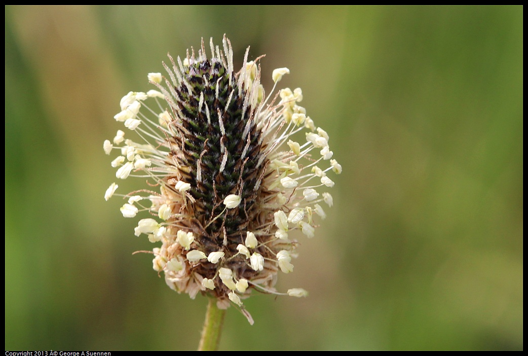 0216-103534-01.jpg - Wildflower