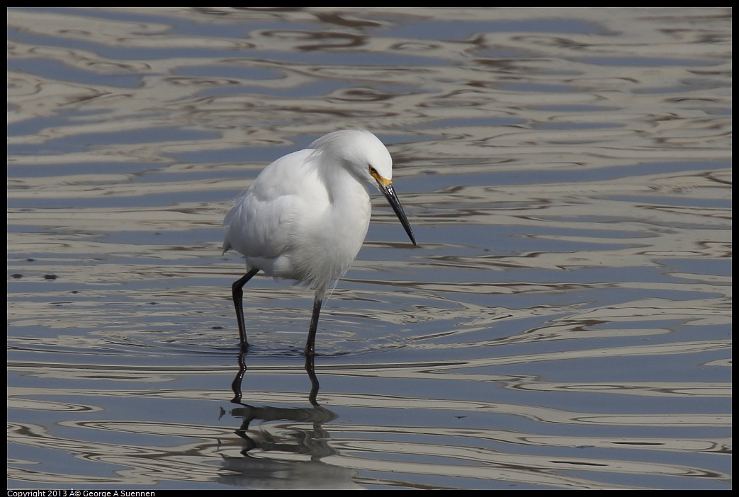 0216-103820-04.jpg - Snowy Egret