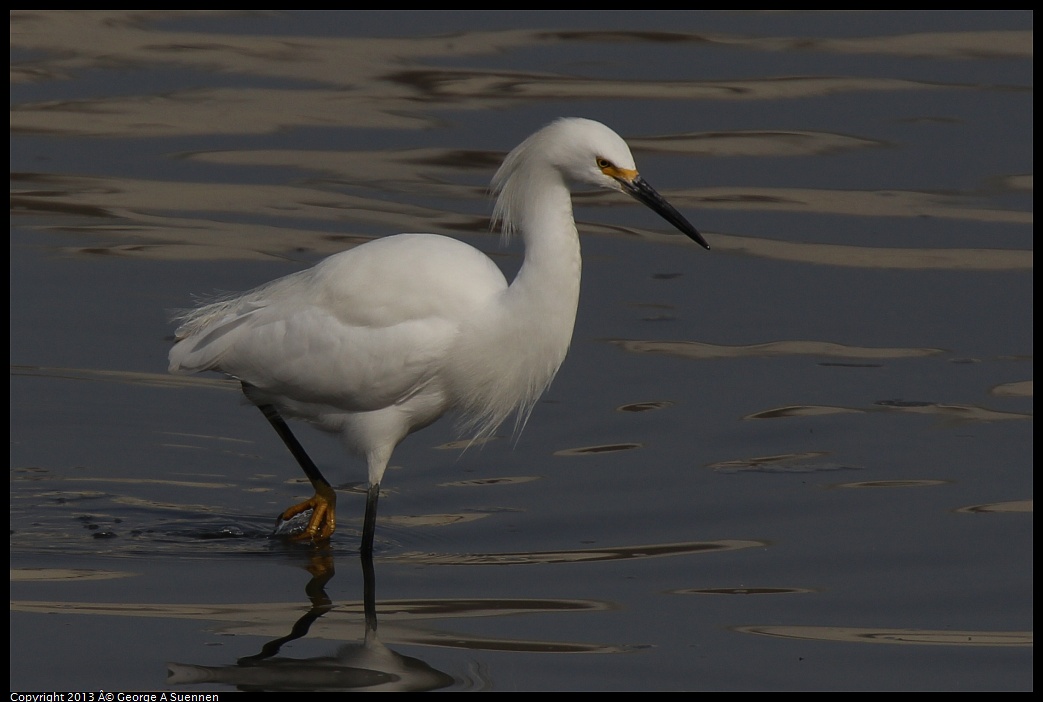 0216-103842-05.jpg - Snowy Egret