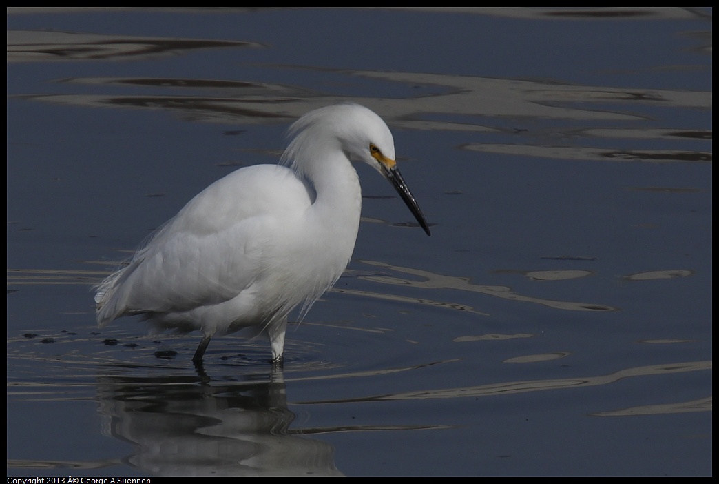 0216-103845-02.jpg - Snowy Egret