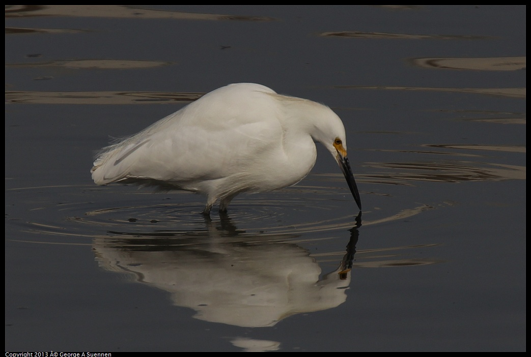 0216-103904-03.jpg - Snowy Egret