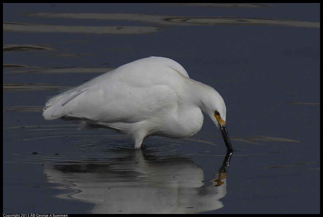 0216-103905-01.jpg - Snowy Egret