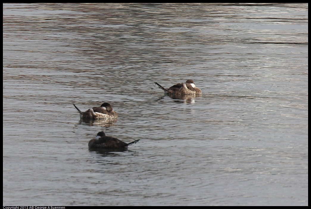 0216-104203-01.jpg - Ruddy Duck