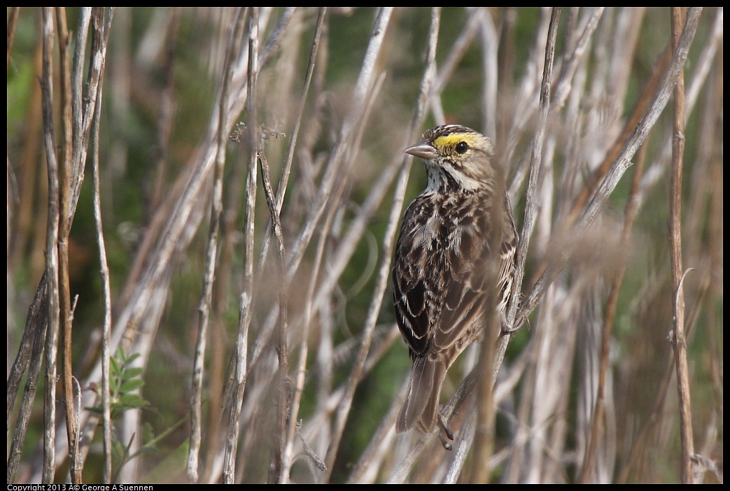 0216-104551-02.jpg - Savannah Sparrow