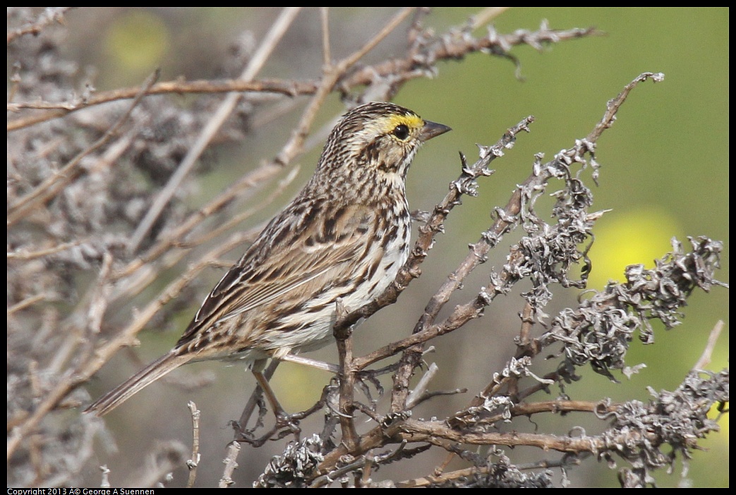 0216-104713-03.jpg - Savannah Sparrow