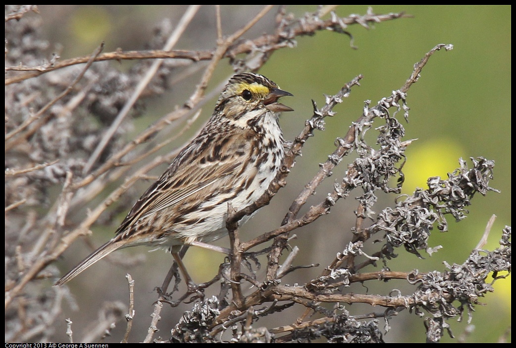 0216-104715-03.jpg - Savannah Sparrow