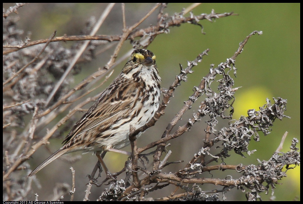 0216-104717-02.jpg - Savannah Sparrow