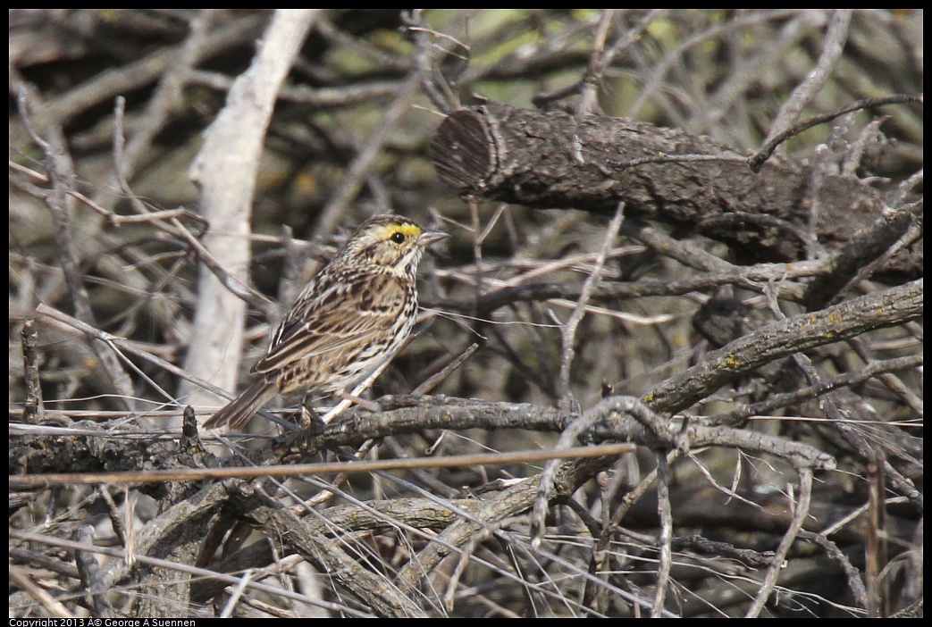 0216-104725-02.jpg - Savannah Sparrow