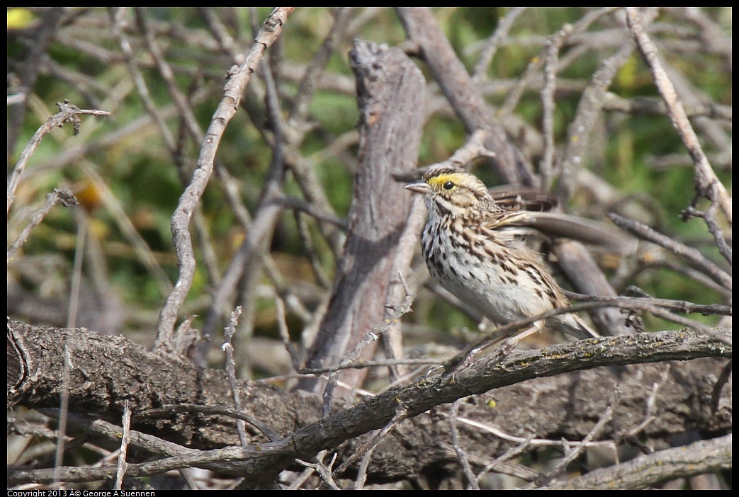 0216-104815-03.jpg - Savannah Sparrow