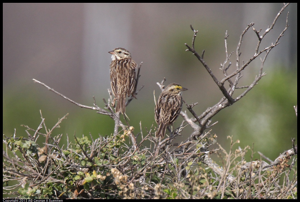 0216-104854-01.jpg - Savannah Sparrow