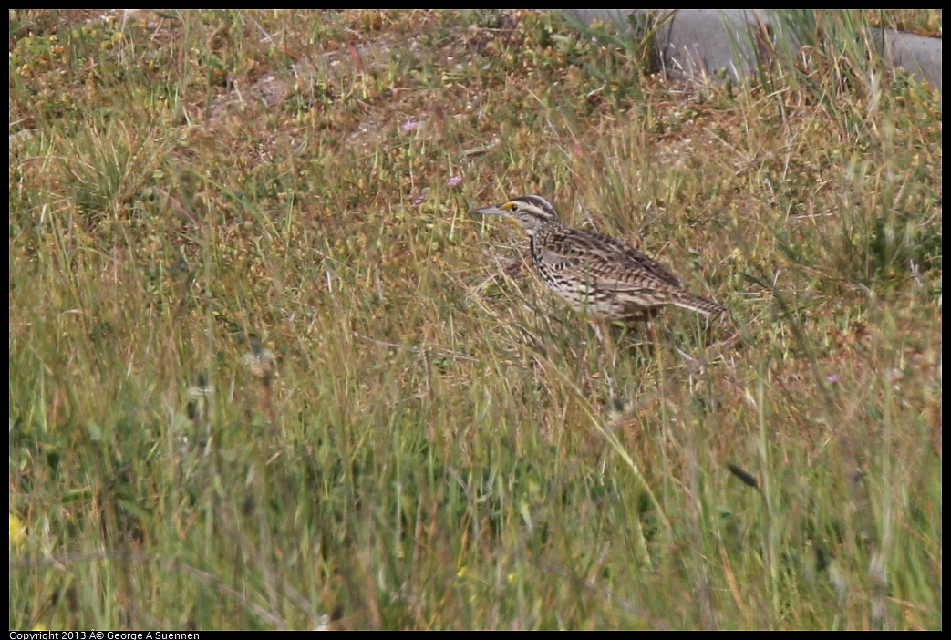 0216-105330-01.jpg - Western Meadowlark