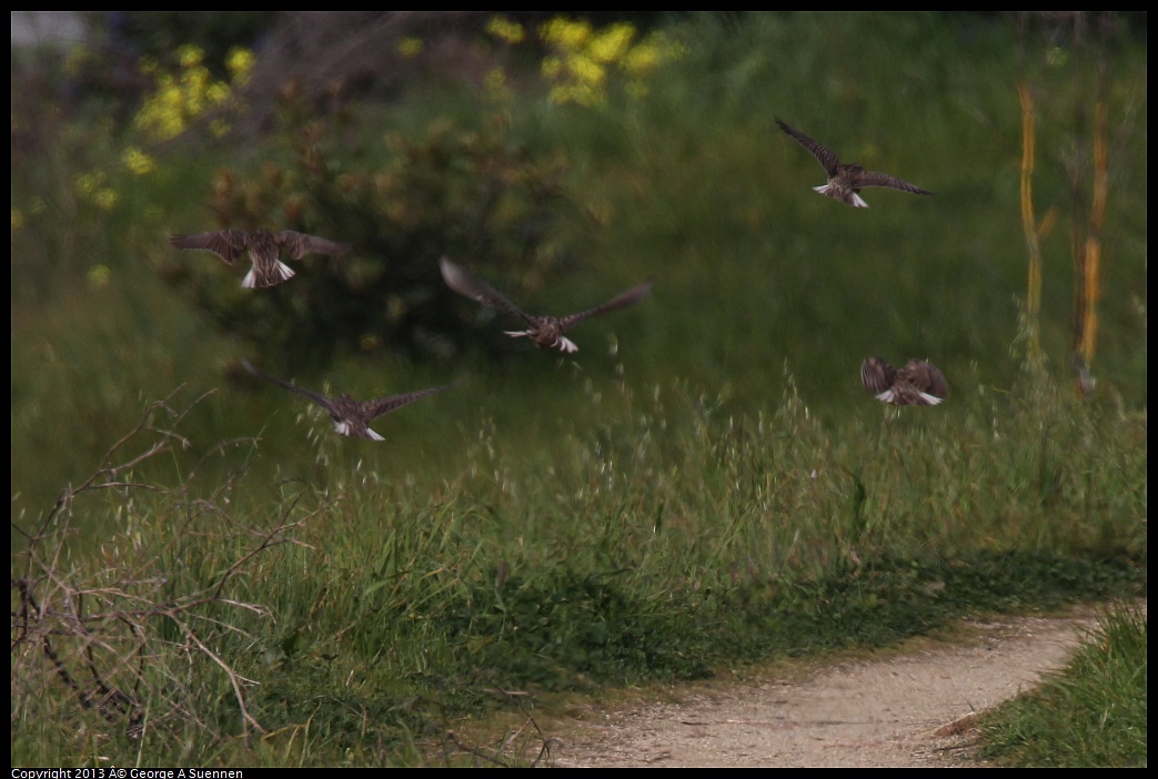 0216-105351-02.jpg - Western Meadowlark