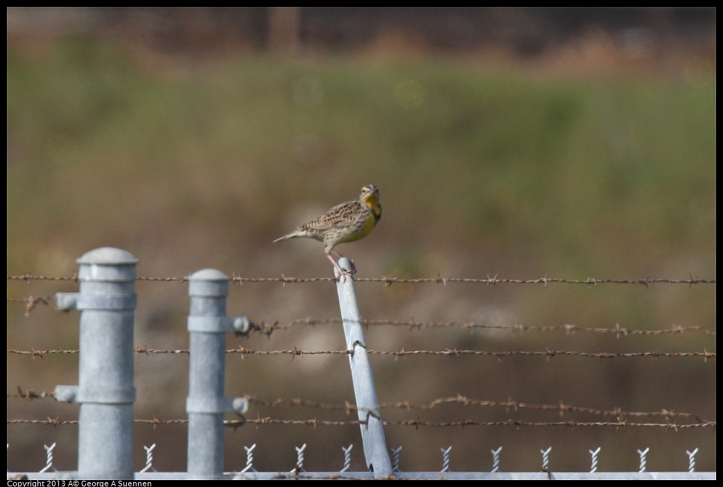 0216-105456-04.jpg - Western Meadowlark