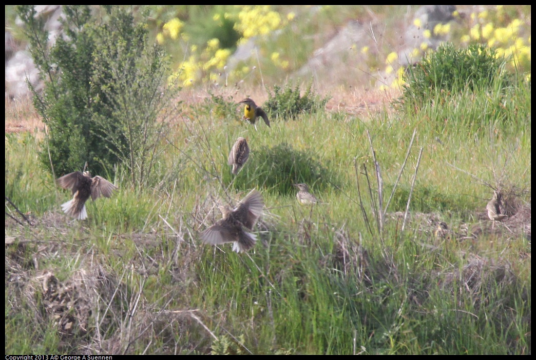 0216-105539-02.jpg - Western Meadowlark