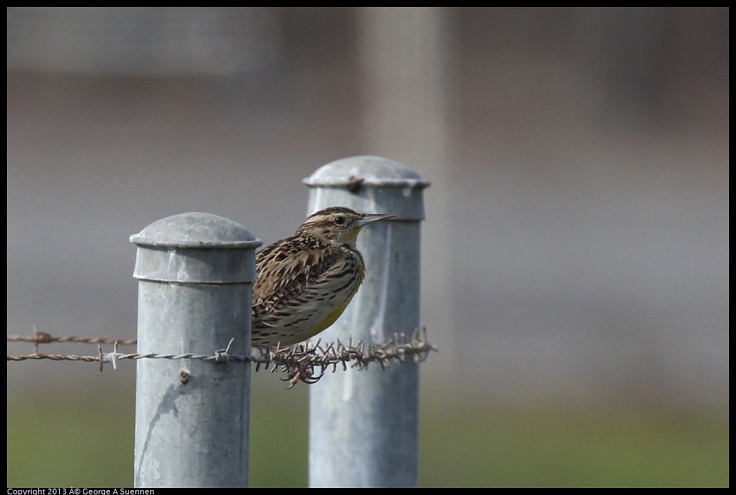 0216-105739-01.jpg - Western Meadowlark