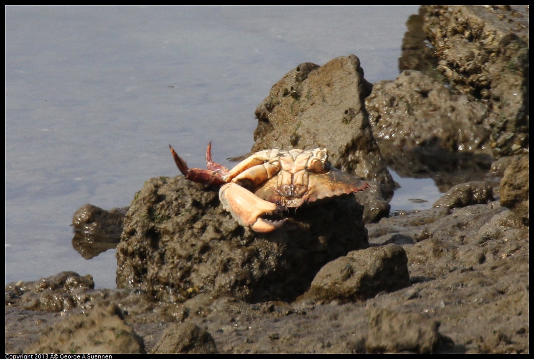 0216-110237-02.jpg - Crab