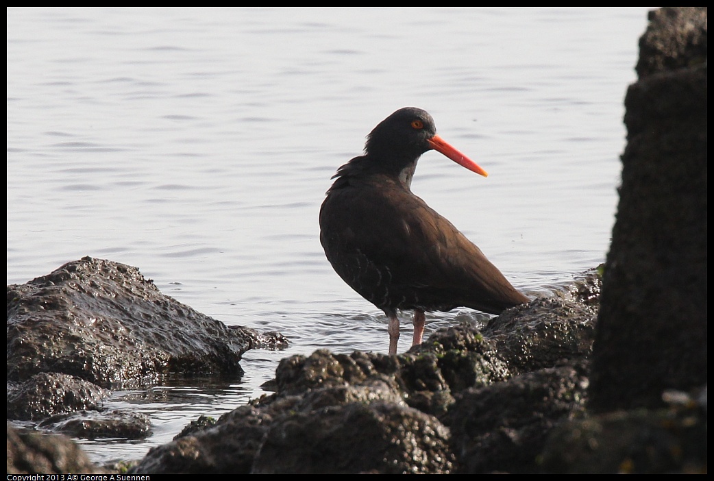 0216-094918-02.jpg - Black Oystercatcher