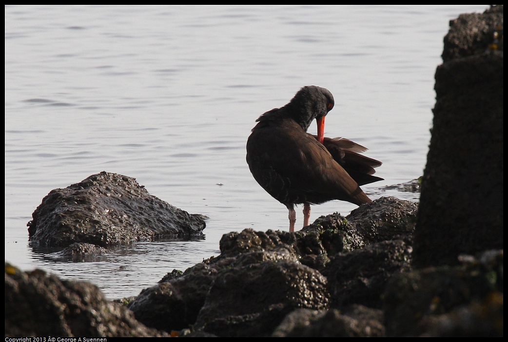 0216-094920-05.jpg - Black Oystercatcher