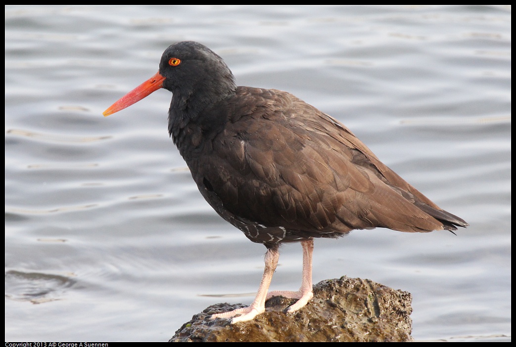 0216-095036-02.jpg - Black Oystercatcher