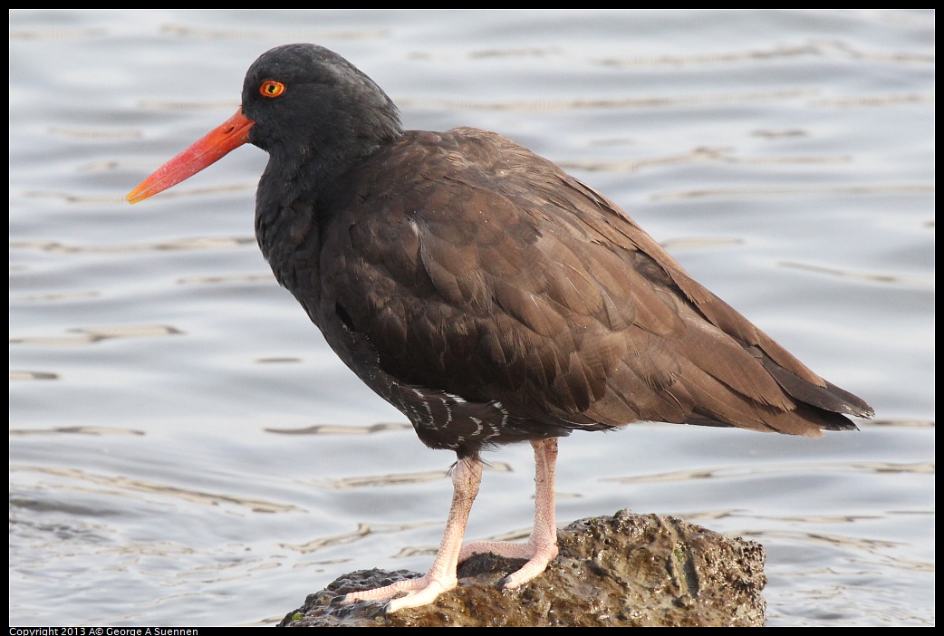 0216-095038-04.jpg - Black Oystercatcher