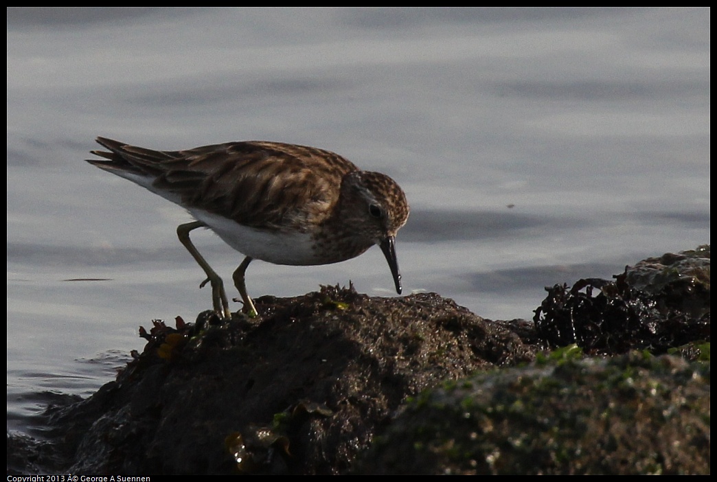 0216-095054-02.jpg - Least Sandpiper