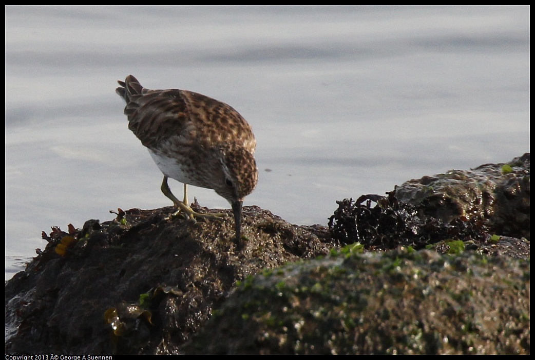 0216-095056-01.jpg - Least Sandpiper