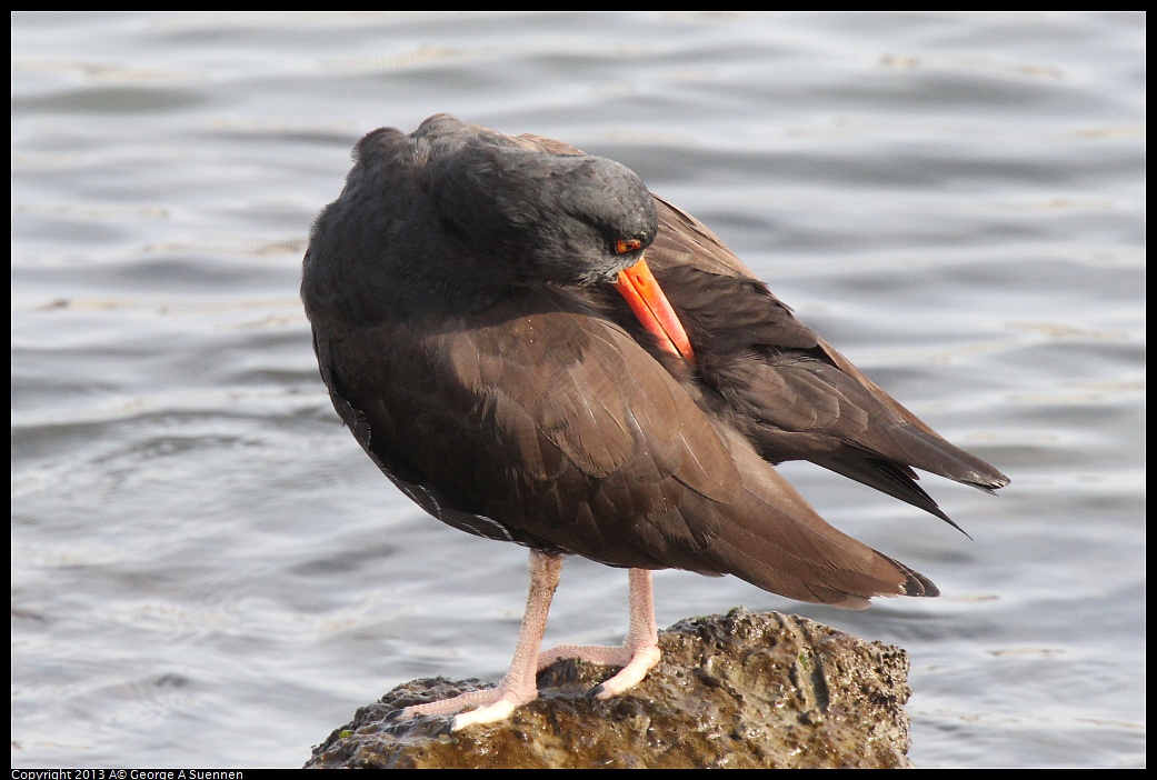 0216-095139-01.jpg - Black Oystercatcher