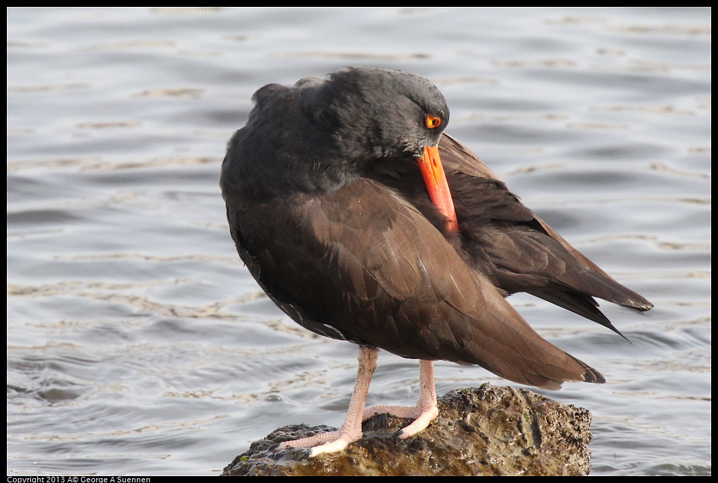 0216-095140-01.jpg - Black Oystercatcher