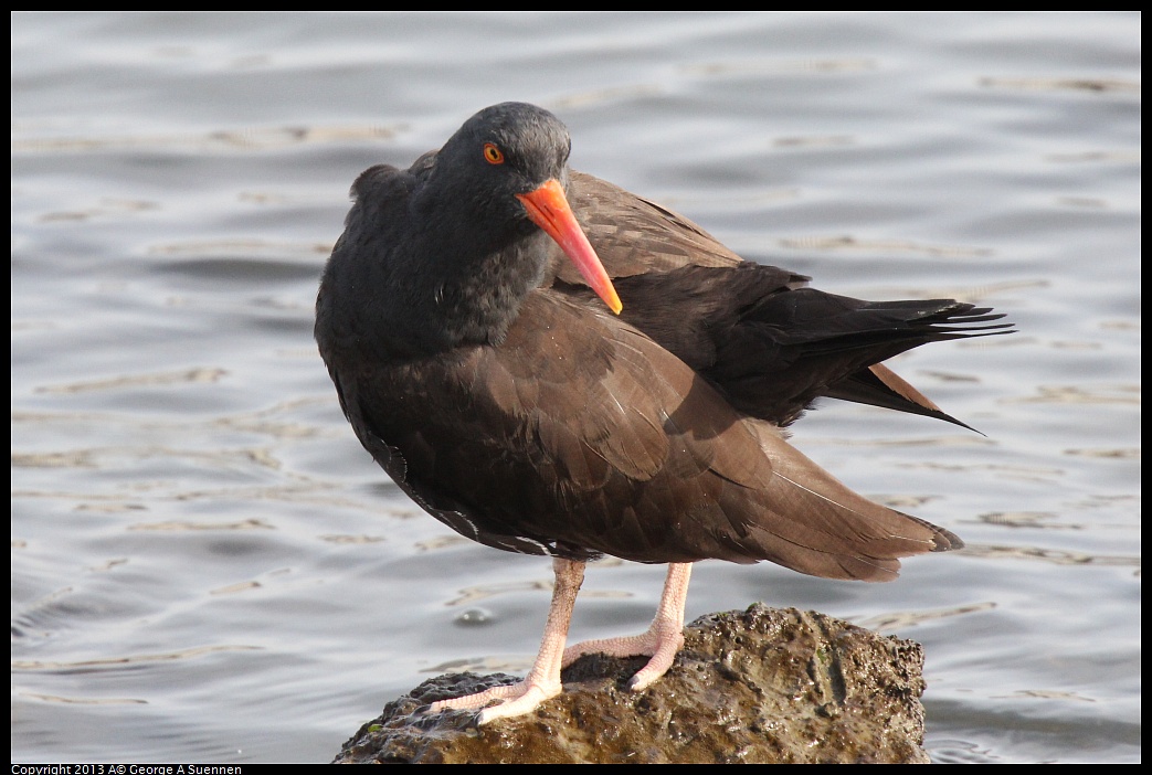 0216-095145-02.jpg - Black Oystercatcher