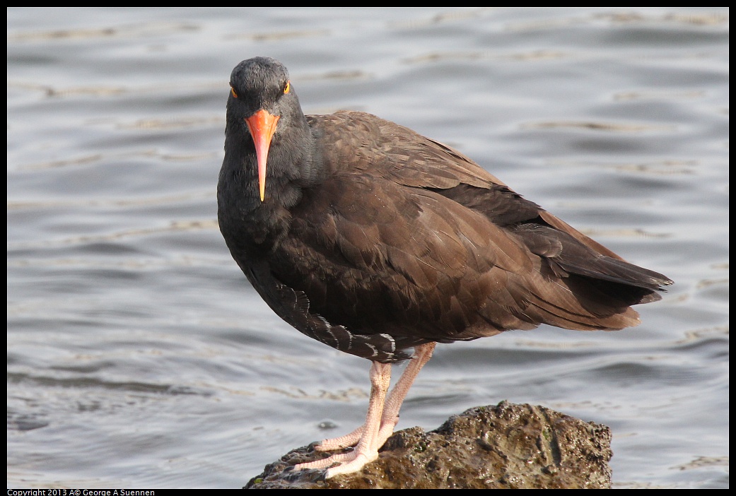 0216-095146-01.jpg - Black Oystercatcher