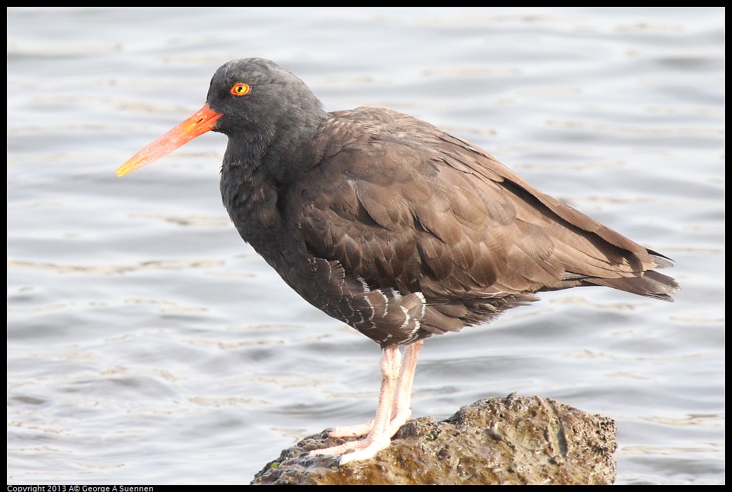 0216-095149-02.jpg - Black Oystercatcher