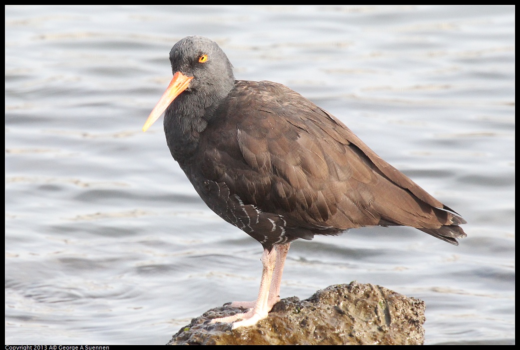 0216-095205-02.jpg - Black Oystercatcher