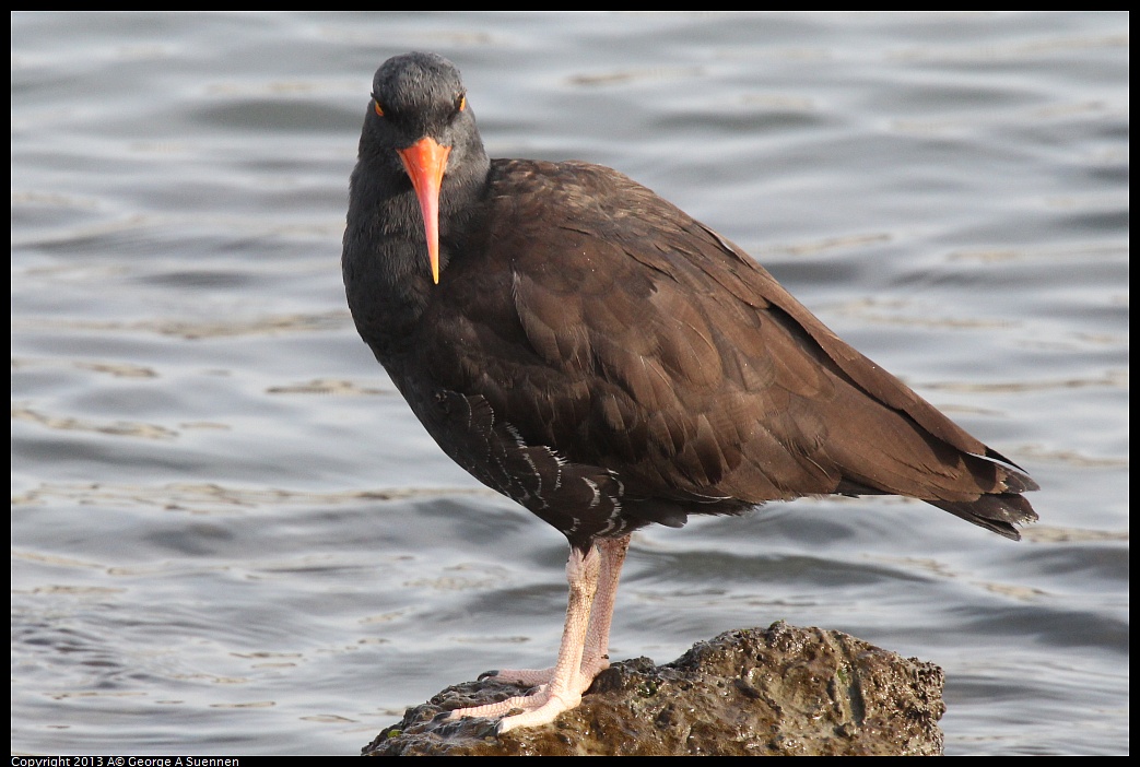 0216-095206-02.jpg - Black Oystercatcher