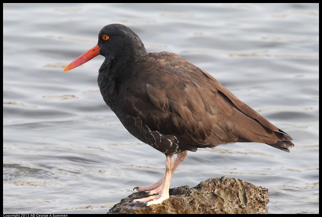 0216-095210-04.jpg - Black Oystercatcher