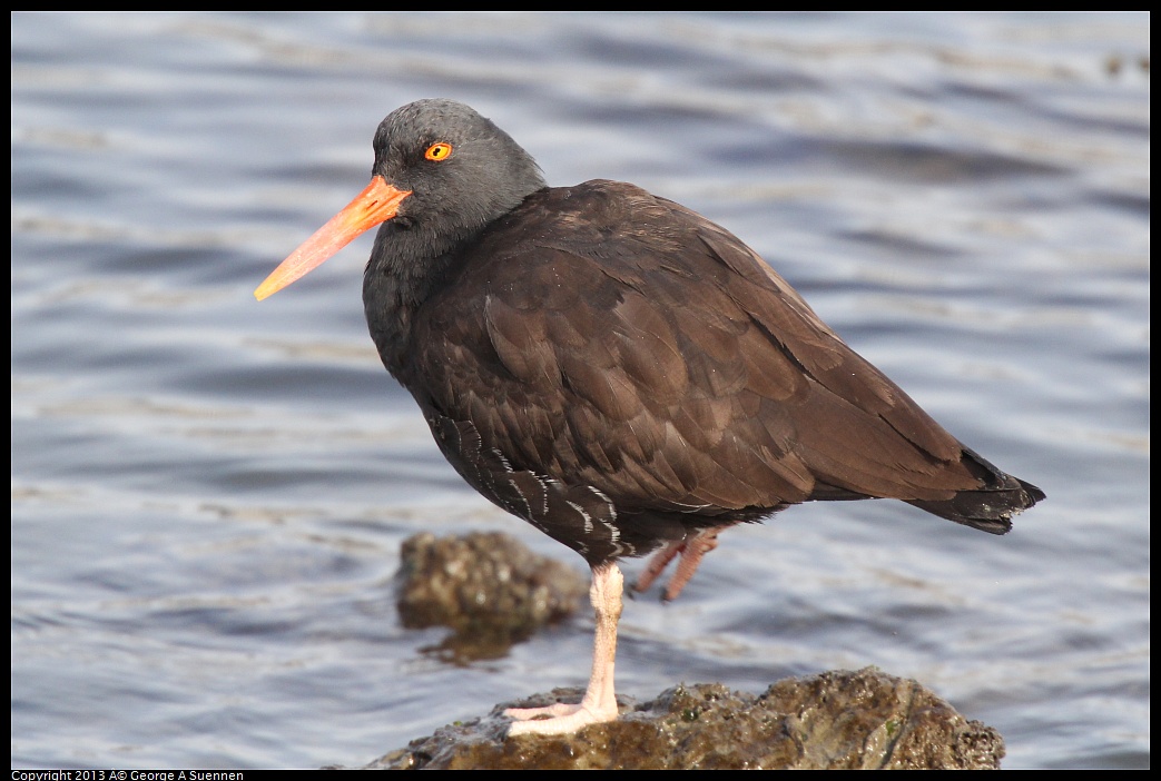 0216-095253-02.jpg - Black Oystercatcher