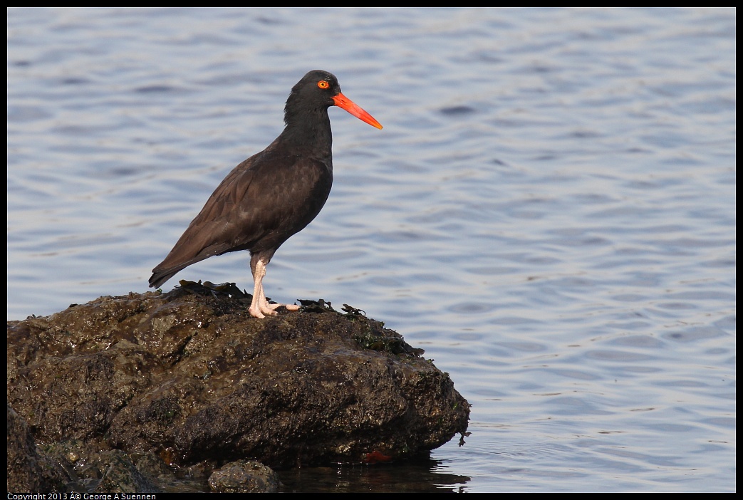 0216-095304-02.jpg - Black Oystercatcher