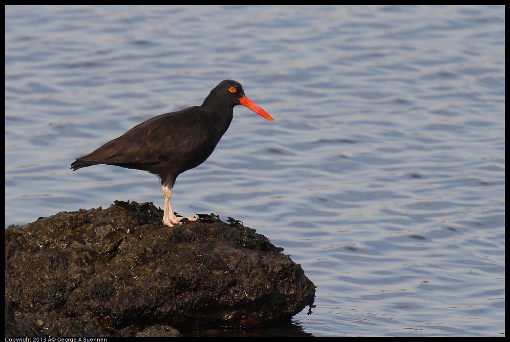 0216-095305-01.jpg - Black Oystercatcher