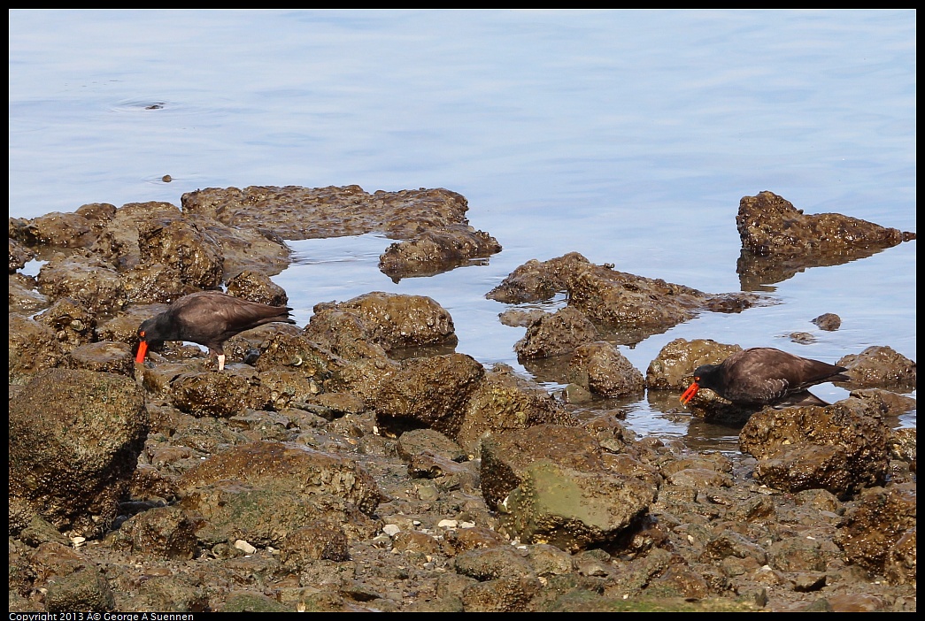 0216-102018-02.jpg - Black Oystercatcher