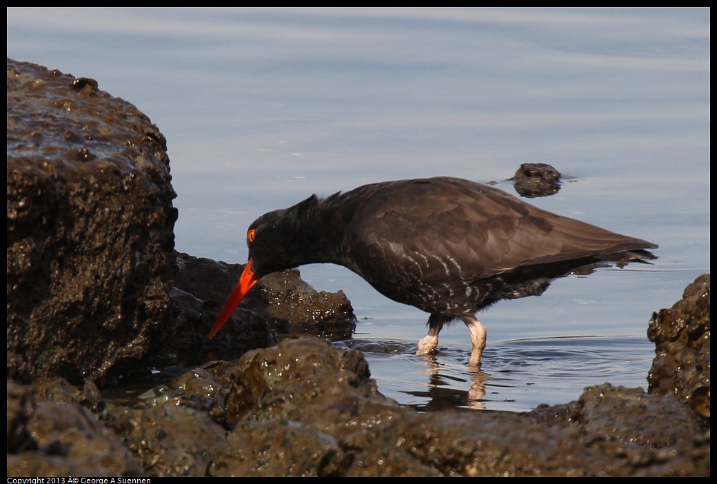 0216-102654-02.jpg - Black Oystercatcher