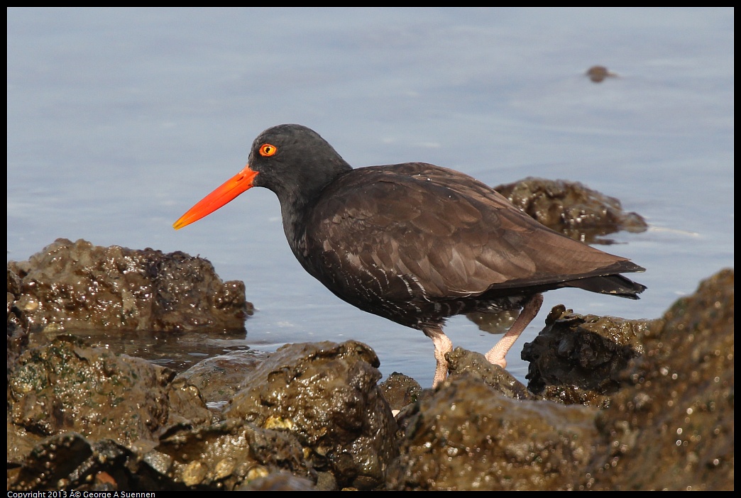 0216-102731-01.jpg - Black Oystercatcher