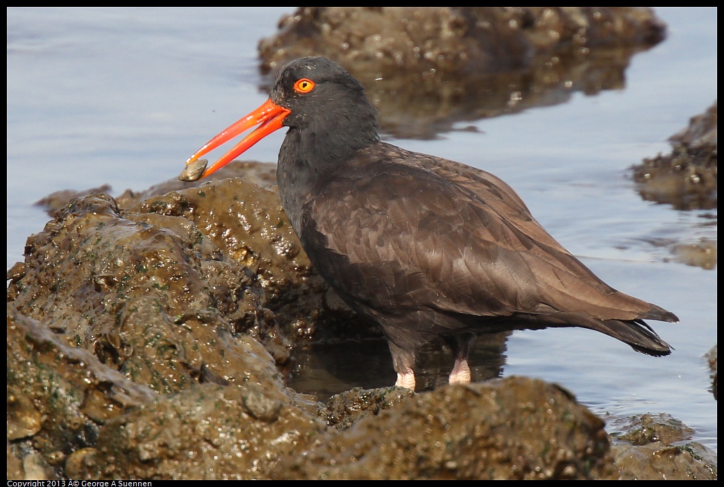 0216-102746-01.jpg - Black Oystercatcher