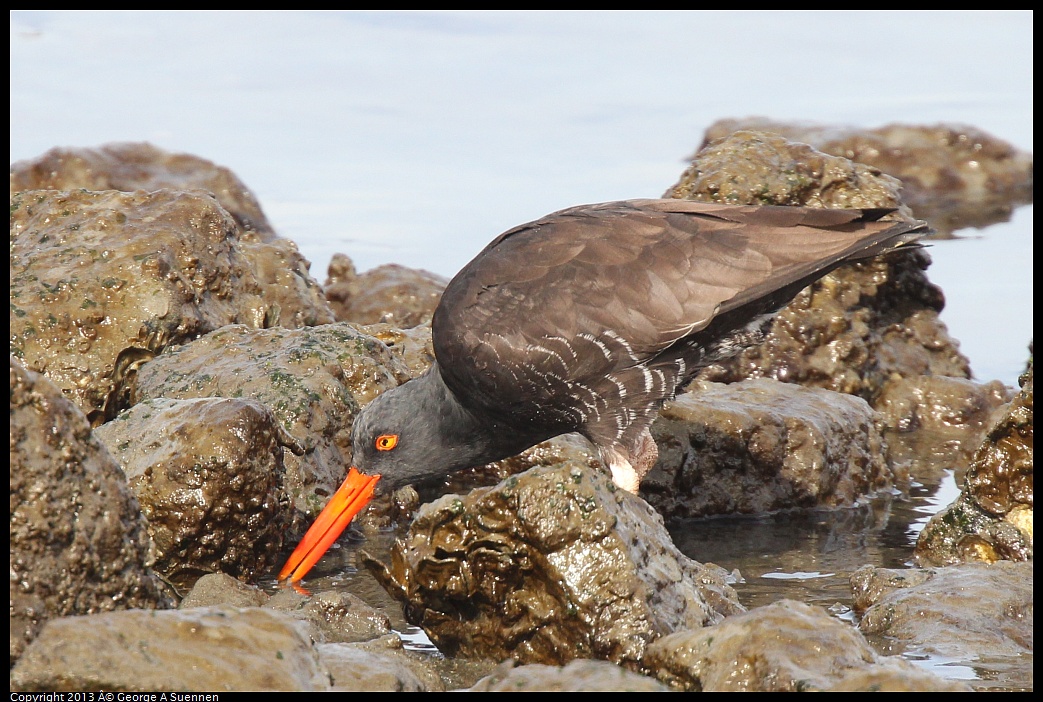 0216-102848-01.jpg - Black Oystercatcher