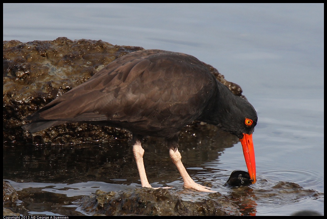 0216-103038-01.jpg - Black Oystercatcher