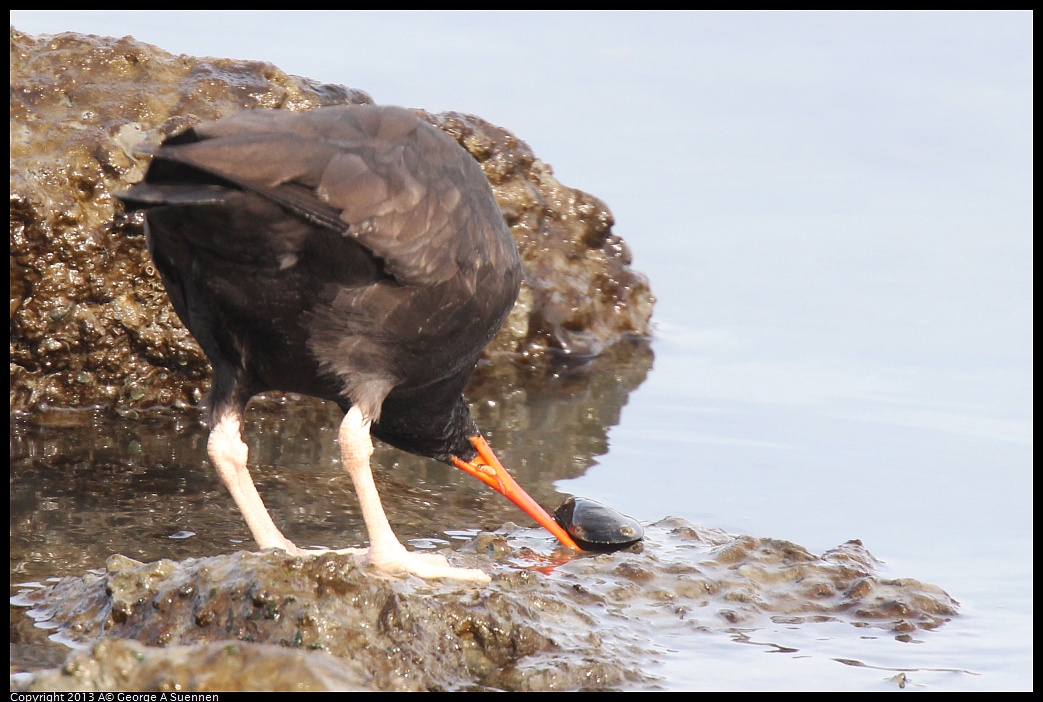 0216-103040-03.jpg - Black Oystercatcher