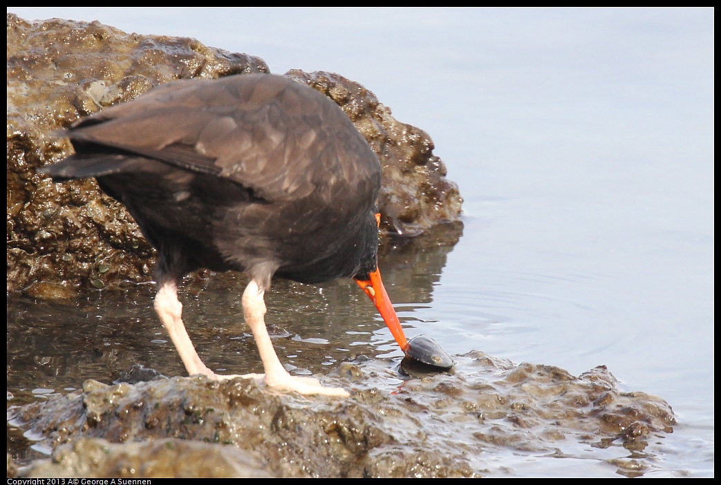 0216-103041-02.jpg - Black Oystercatcher