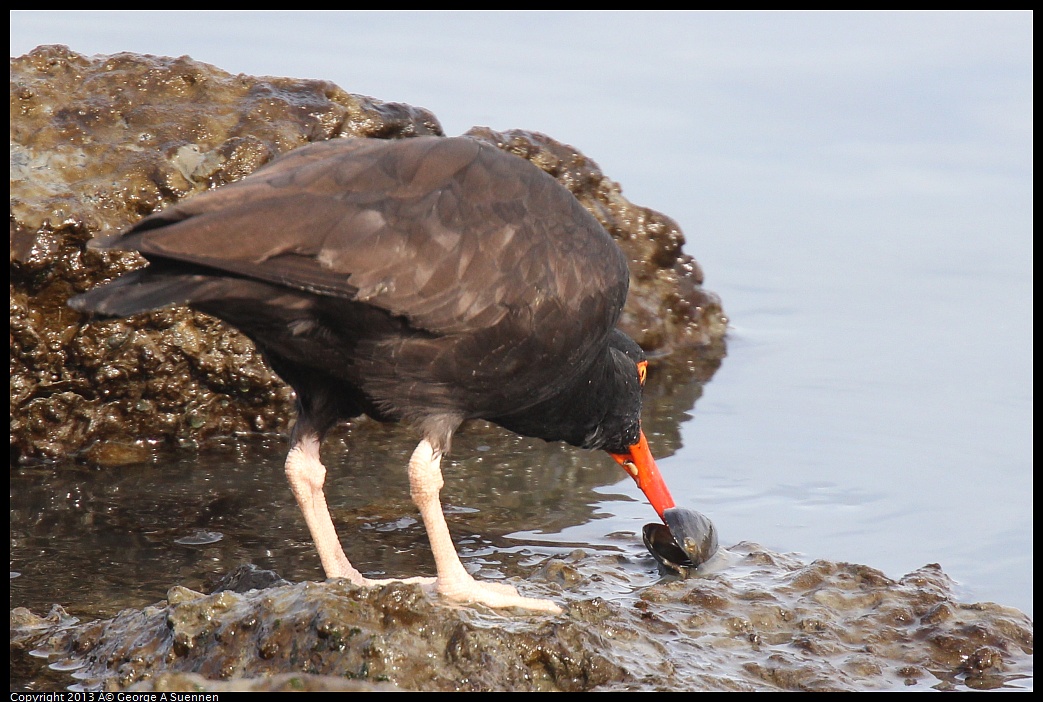 0216-103042-01.jpg - Black Oystercatcher